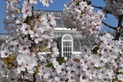 Cherry blossom at Kew Gardens