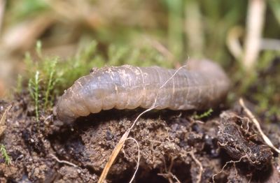 Letherjacket grub