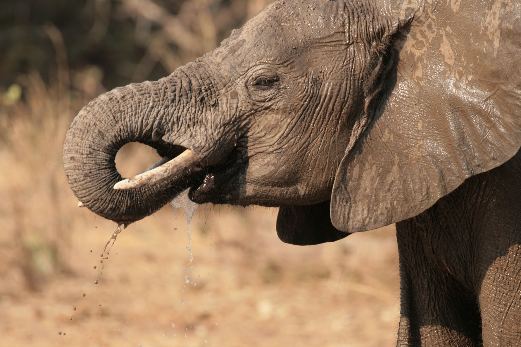 Elephant, Zambia