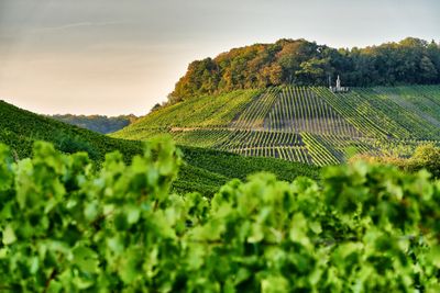 Remerschen-2020-CA07-Terroir-Moselle-Christophe-Arnoldi.jpg