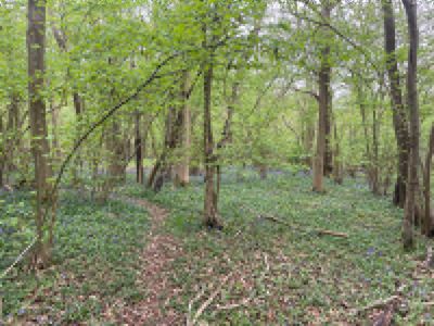 Woodlands
