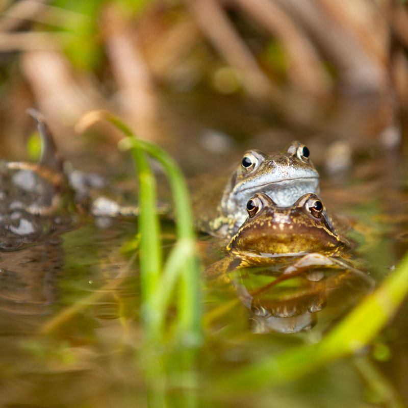 Photo credit - Sean McMenemy, Ark Wildlife (3)