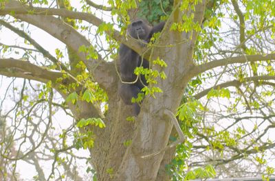 Bristol Zoological Society_gorillas first look at African Forest island 2026_10.jpg
