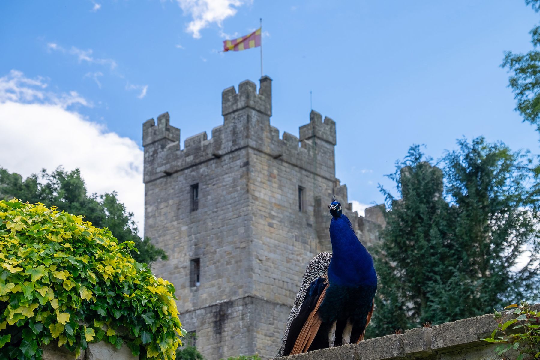 Peacock on wall in front of Langley Castle Hotel, Northumberland