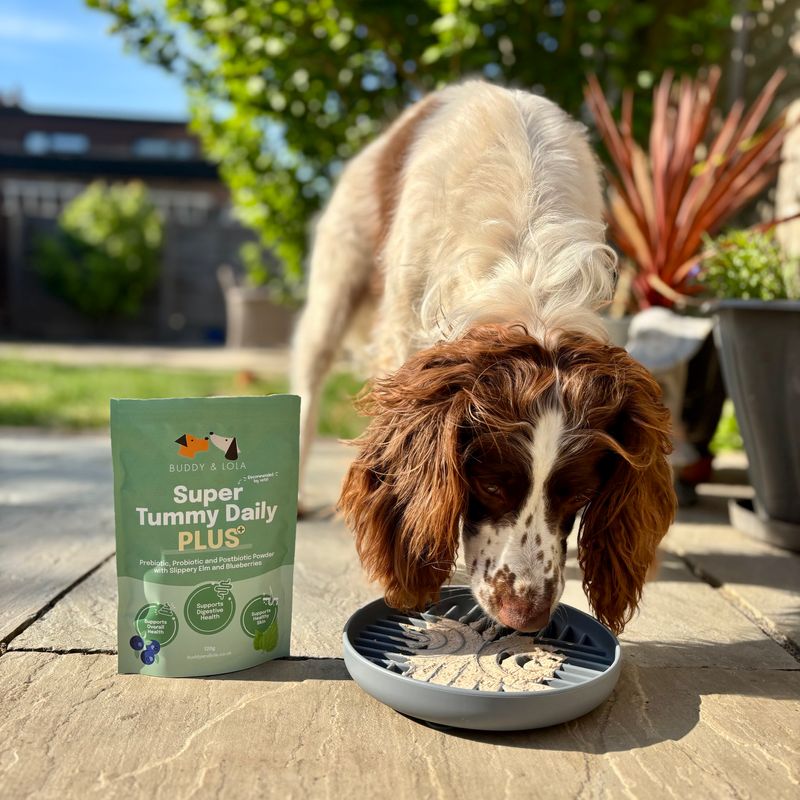 Buddy & Lola, Super Tummy Daily Plus, Pre, Pro & Postbiotics for dogs