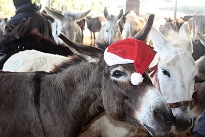 Xmas with dark donks.jpg