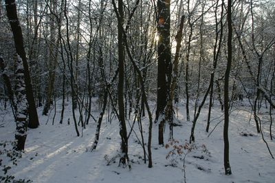 Woodlands.co.uk                                                                                                      