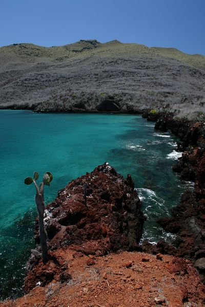 Galapagos - Locations, Flora & Fauna (20).JPG