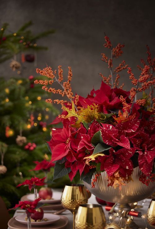 2023_poinsettia_01000_Jewels_of_Nature_03.jpg