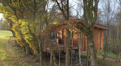 Flycatcher.png