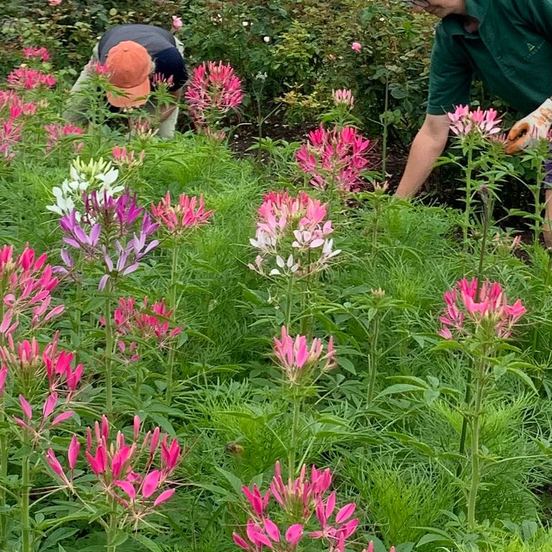 Nancy Dyson and Pam Walton , gardeners at Levens Hall and Gardens, pictured working in the bee borders.