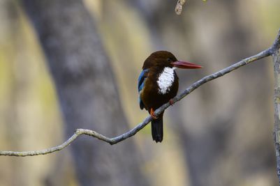 Satpura National Park_dreamstimem134626166 Wild Central India.jpg