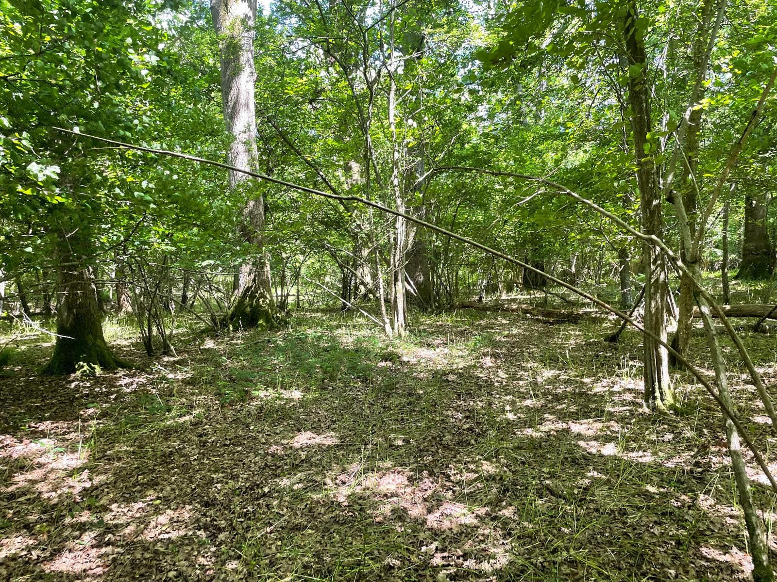 Woodlands