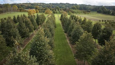 Hillier trees