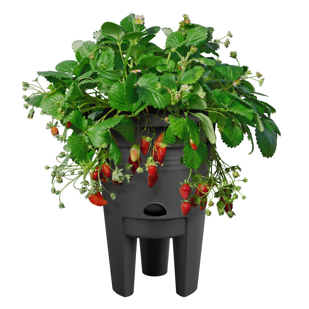 green basics strawberry pot