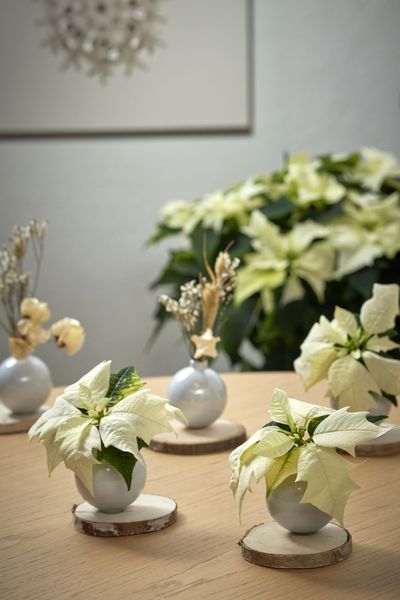 2024_Poinsettia_01000_Golden_Elegance_20.jpg