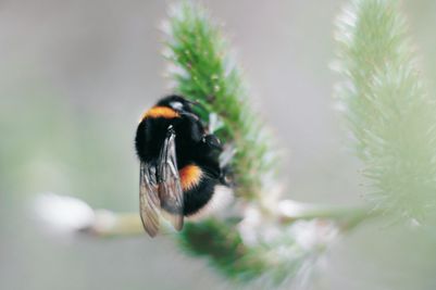 Photo by Thijs van der Weide httpswww.pexels.comphotoselective-focus-photography-of-black-and-yellow-carpenter-bee-1029570.jpg