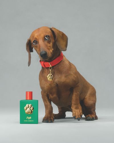 Dolce&Gabbana Fefé