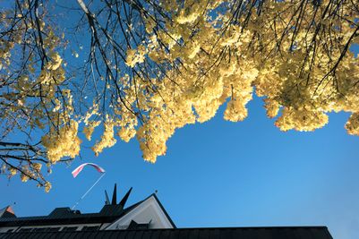Fassade mit Herbstlaub©Frieder Blickle.jpg