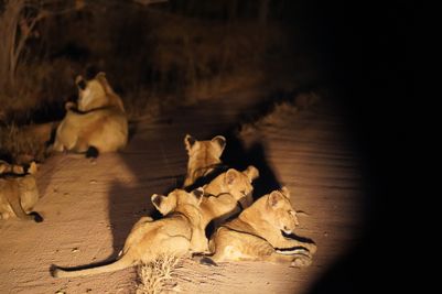 2022_Asilia Fam_Jabali Ridge_Tanzania_Ruaha National Park_Justin_Lions.JPG