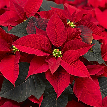 Poinsettia Mirage Red.jpg