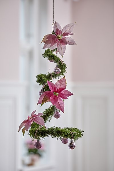 2022_poinsettia_04000_Christmas_Fairy_Tale_35.jpg