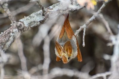 2022_Asilia Usangu Ed_Usangu Expedition Camp_Tanzania_Ruaha National Park_Emma_Bat.jpg