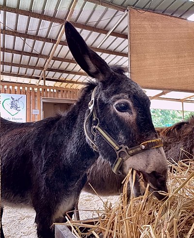 dinner for a donkey.jpg