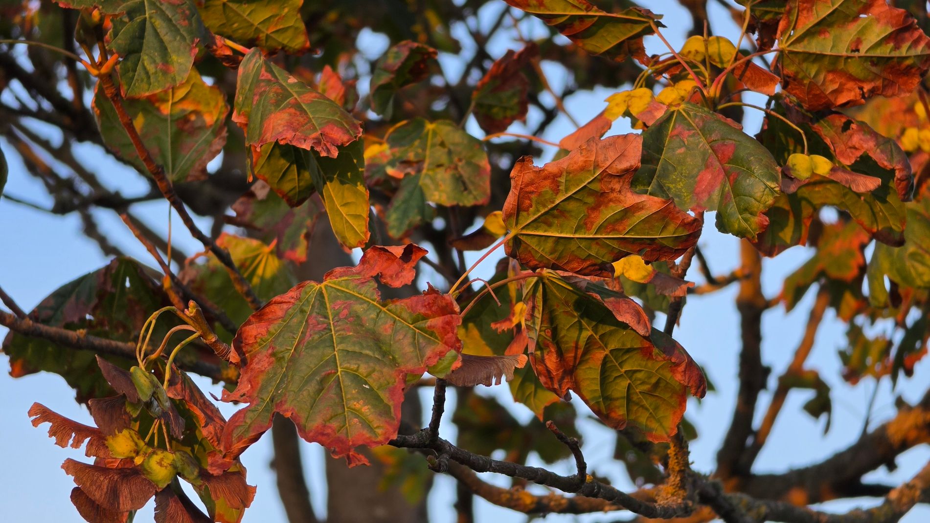 False Autumn 6.jpg