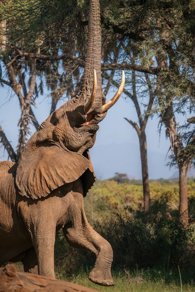 Sarara Wilderness_Elephant.jpg