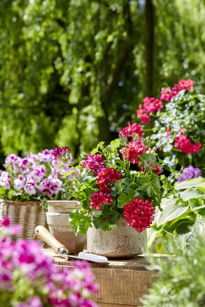 2023_Geraniums_1000_Joyous_Summer_Moments_14.jpg