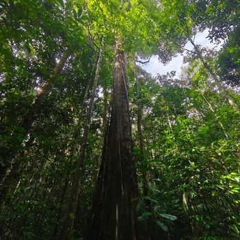 Forest floor at the Amazon FACE project.jpg