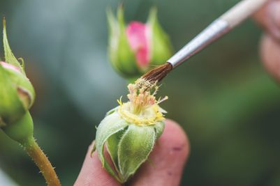 The breeding process at David Austin Roses (1).jpg