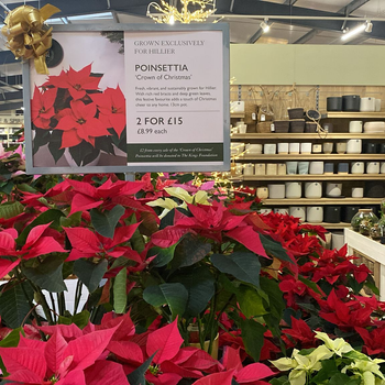 Hillier Garden Centres Unveils Exclusive New Poinsettia ‘Crown of Christmas’ for 2025, Supporting The King’s Foundation 