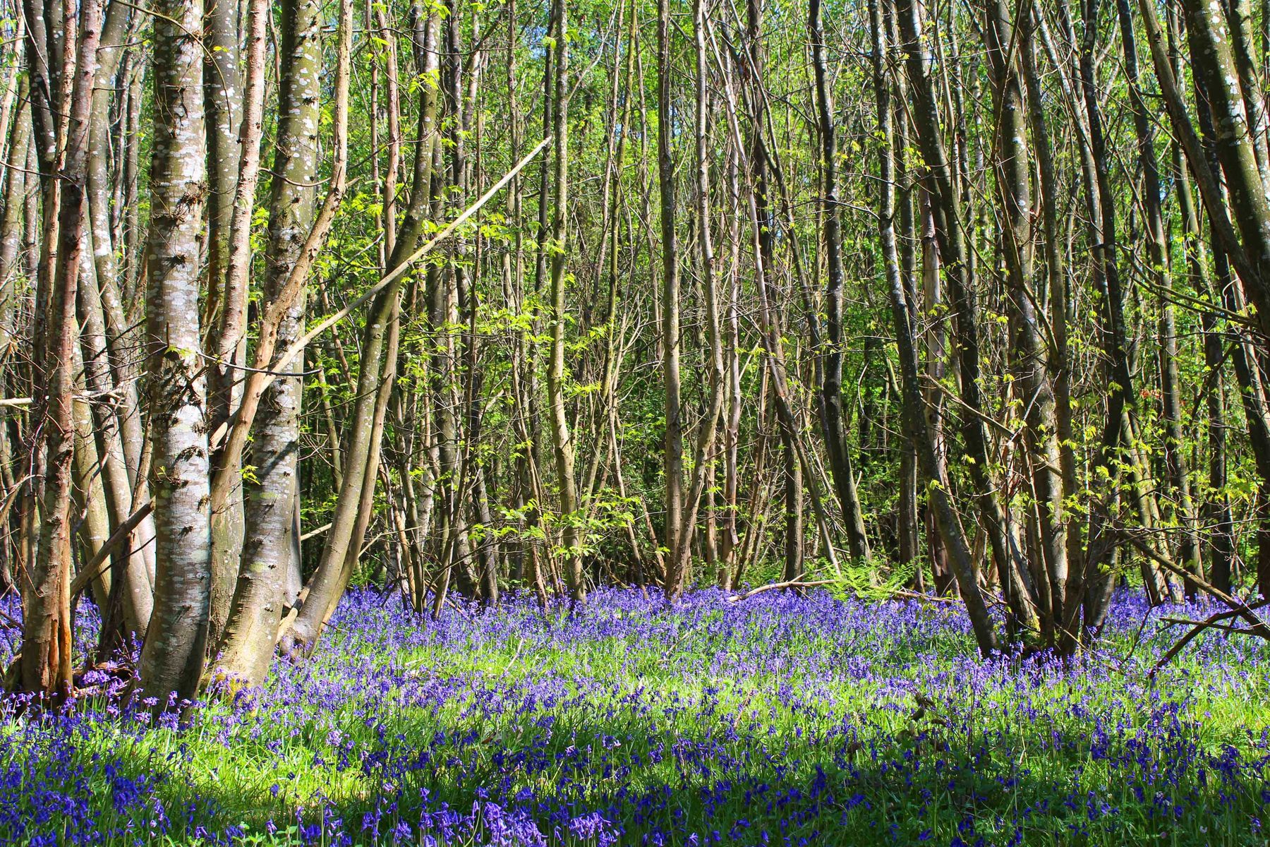 Woodlands.co.uk                                                                                                       