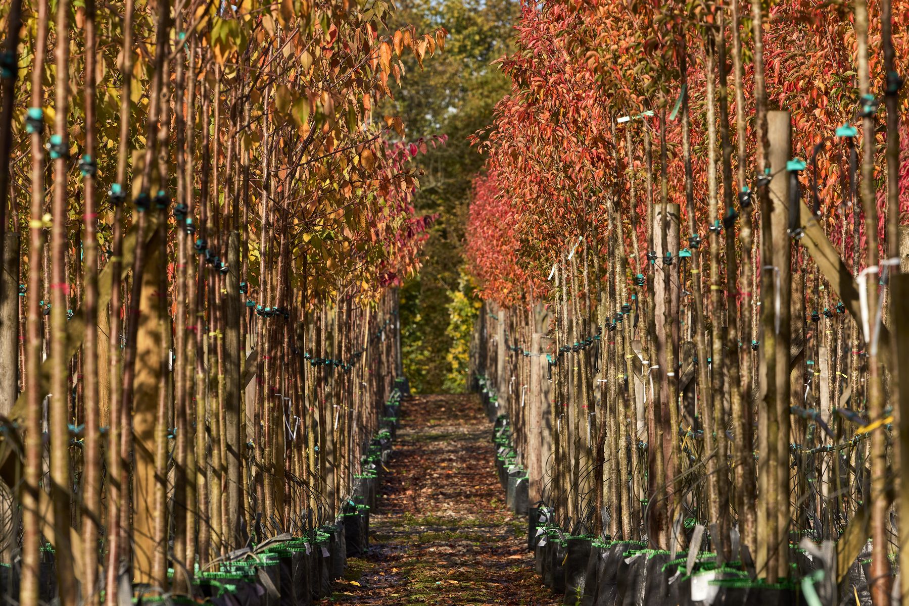 New online tree resource launches to make sourcing the highest quality trees for landscape projects easier than ever