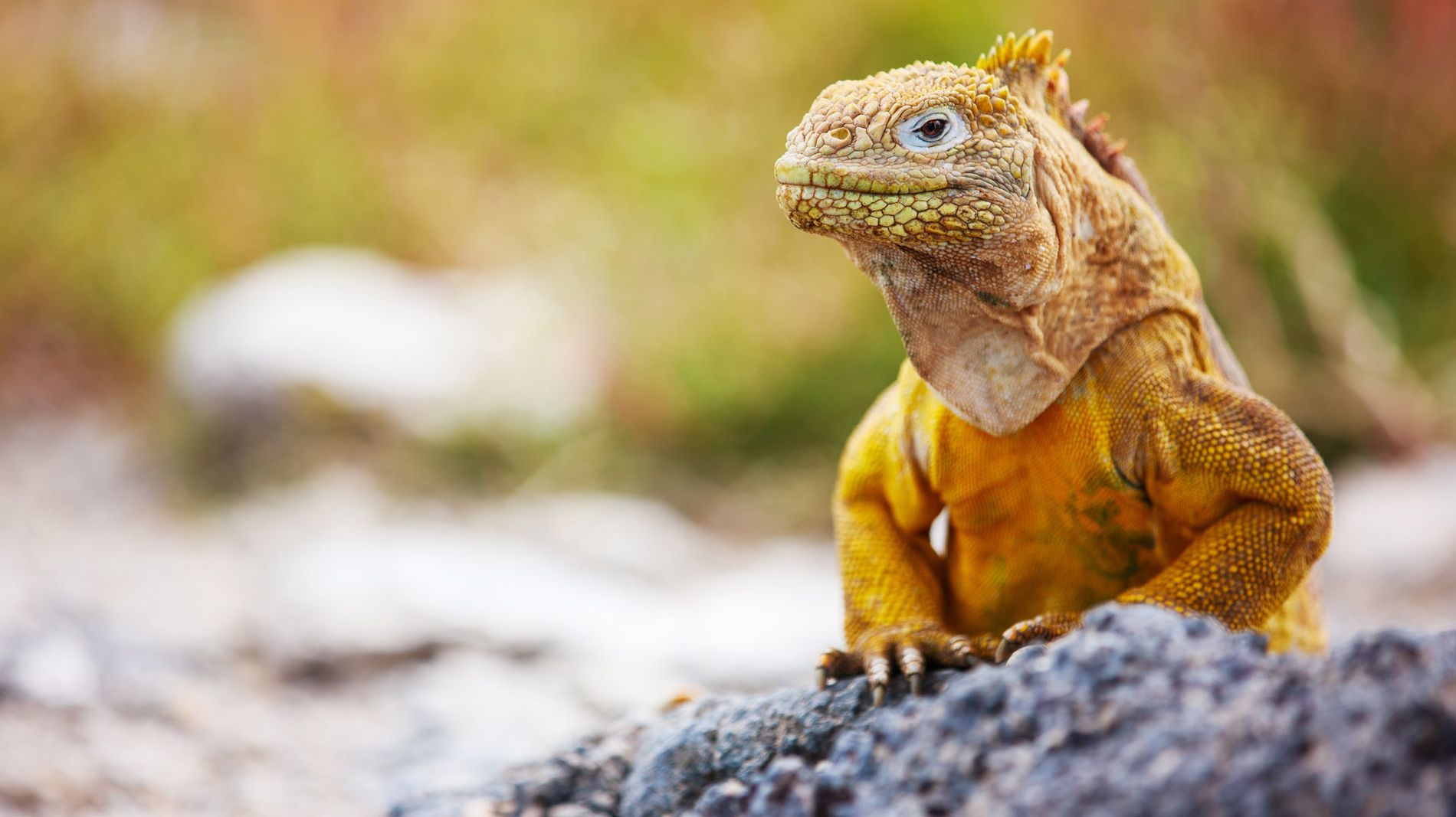 Land Iguana, Galapagos