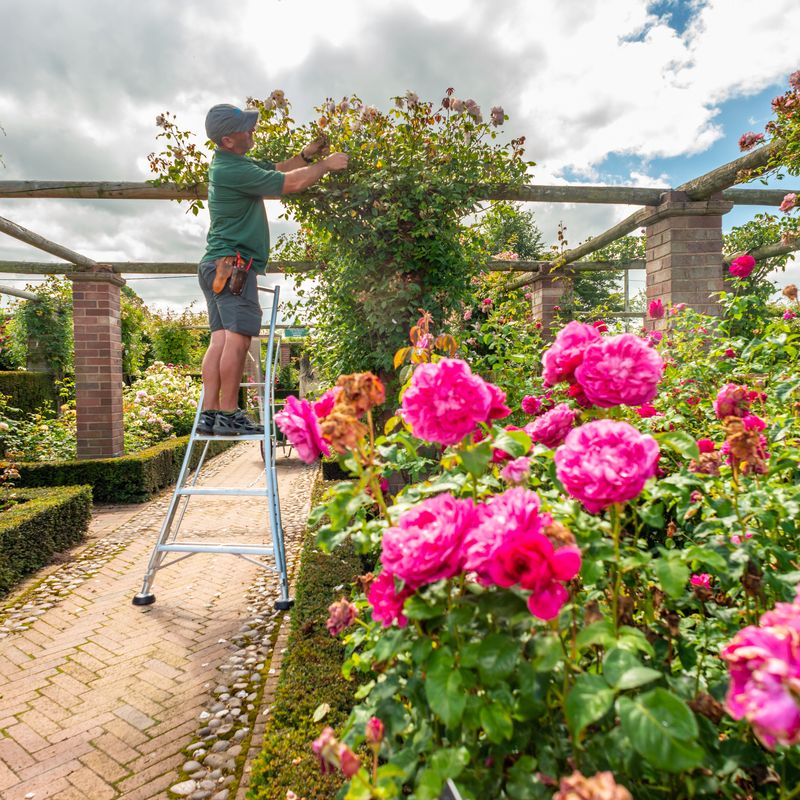 Rose pruning