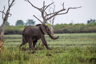P_Asilia Lodges & Camps_Tanzania_Dar Es Salaam_Roho Ya Selous_Wildlife_Elephant.jpg