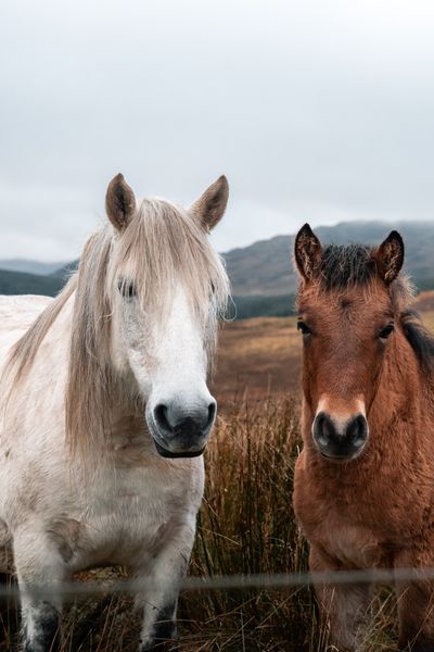 Highland Safari Dun Aluinn 5.jpg