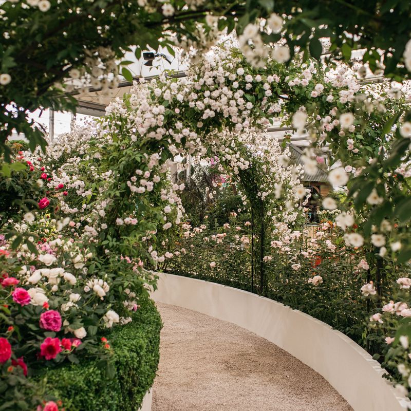 David Austin Roses receive 29th Gold for ‘The King’s Rose’ Showcase at RHS Chelsea Flower Show 2025