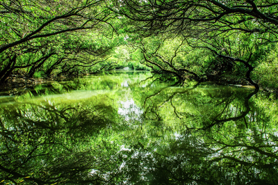 Sìcǎo Green Tunnel (2).png