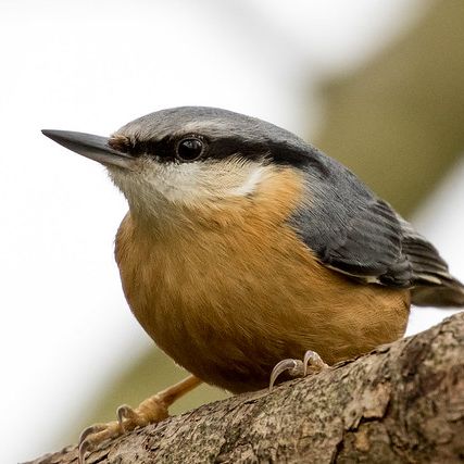 Photo credit - Sean McMenemy, Ark Wildlife