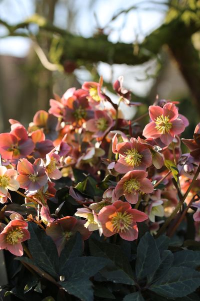 Hellebores merlin