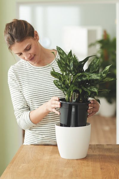 self-watering insert