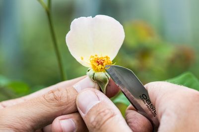 The breeding process at David Austin Roses (3).jpg