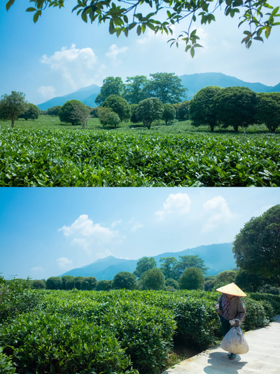 Tea Planation (2).png