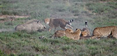 cheetah-cubs-hunt-warthog-samara-game-reserve-karoo-south-africa-copyright-rob-and-brigid-maguire-6.jpg