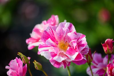 The King's Rose