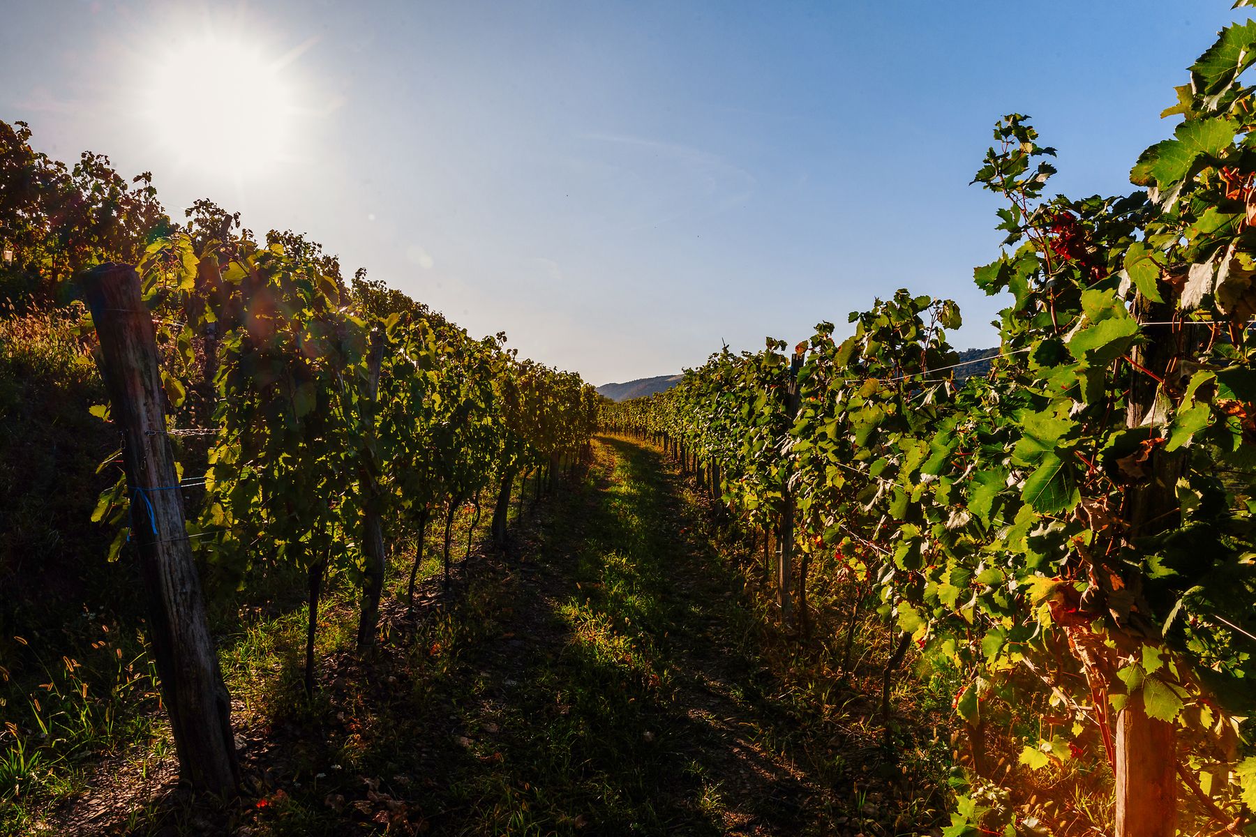 F014616-12_mediteranska_kraska_slovenija_vinograd_vipavska_dolina_2-photo-m.jpg